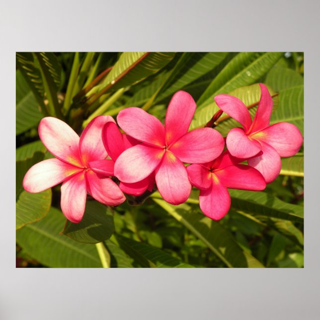 Affiche Plumeria rose (Devant)
