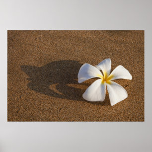 Affiche Plumeria sur une plage de sable, Maui, Hawaï, État