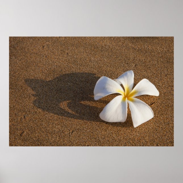 Affiche Plumeria sur une plage de sable, Maui, Hawaï, État (Devant)