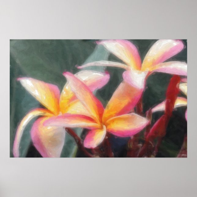 Affiche Plumeria Tropical Hawaïen (Devant)