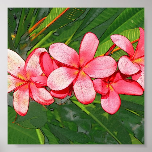 Affiche Plumerias (Devant)