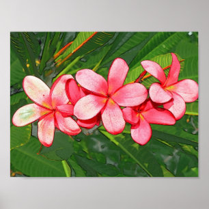 Affiche Plumerias pink 