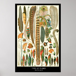 Affiche Plumes