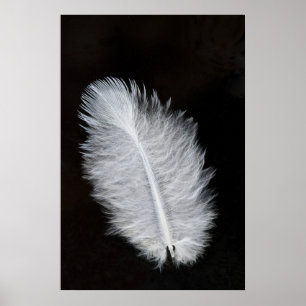 Affiche Plumes