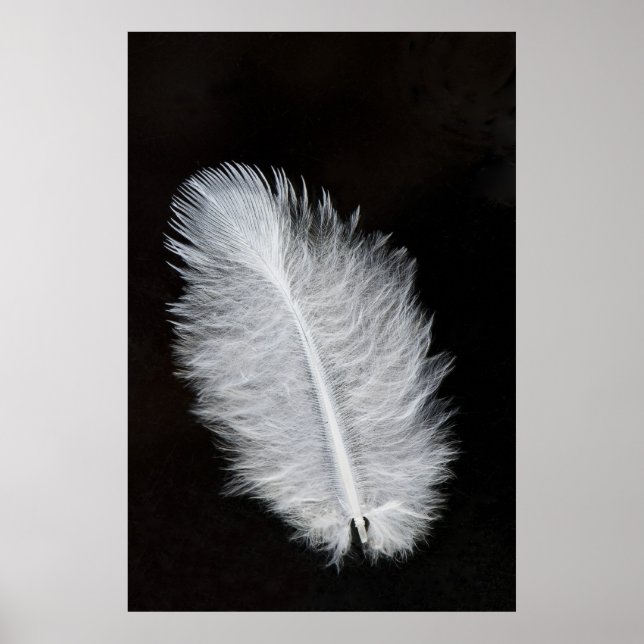 Affiche Plumes (Devant)