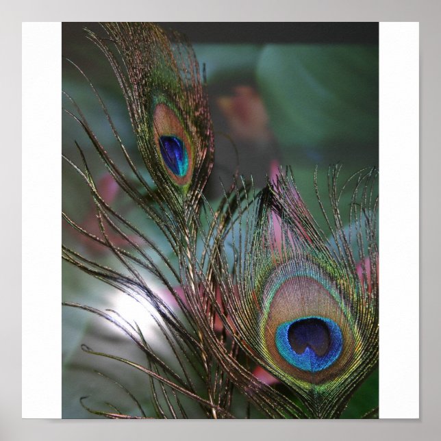 Affiche Plumes (Devant)