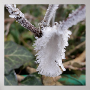 Affiche plumes congelées