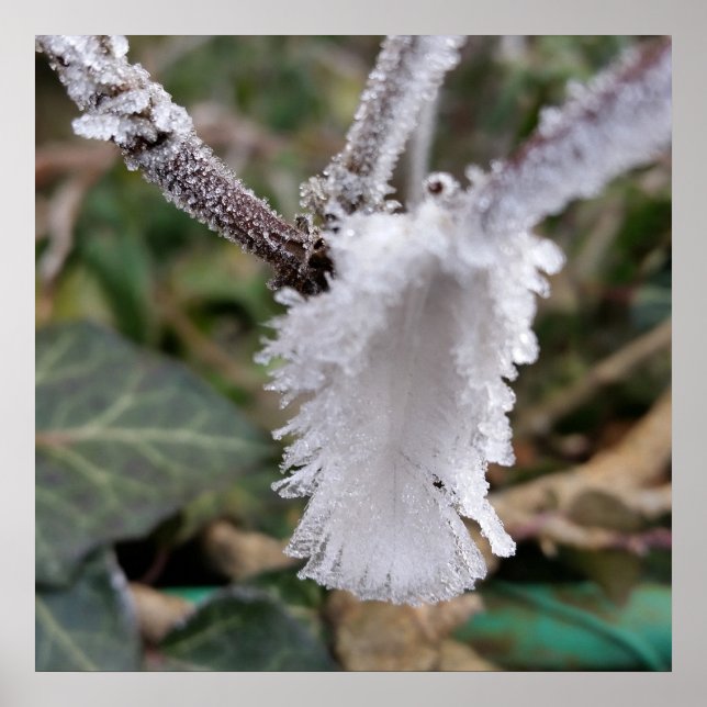 Affiche plumes congelées (Devant)