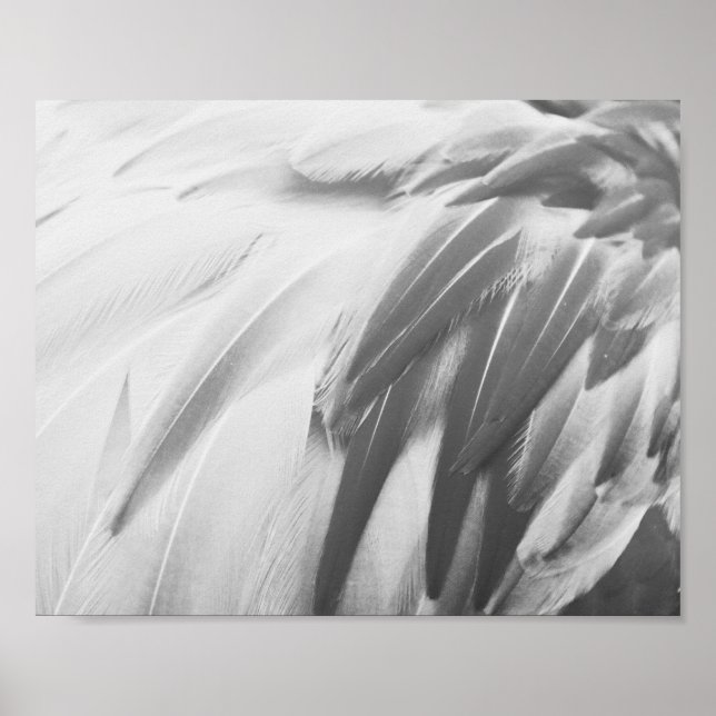 Affiche Plumes de Flamant rose monochrome Art imprimable (Devant)
