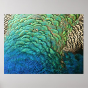 Affiche Plumes de paon I Design de nature abstrait coloré