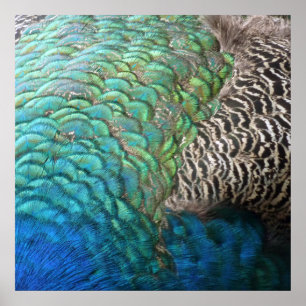 Affiche Plumes de paon I Design de nature abstrait coloré