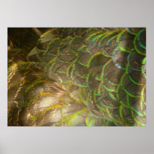Affiche Plumes de paon III (femelle) Design subtil de la n
