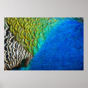 Affiche Plumes de paon IV Nature abstraite colorée