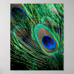 Affiche Plumes de paon Lucky