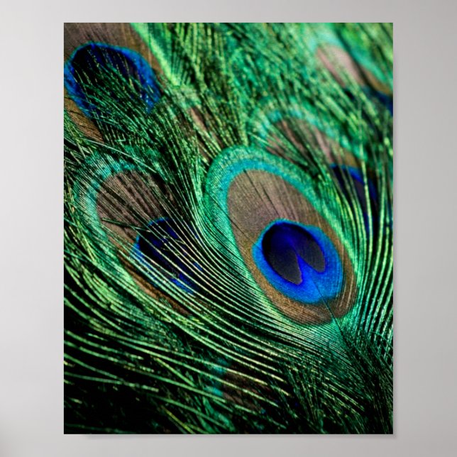 Affiche Plumes de paon Lucky (Devant)