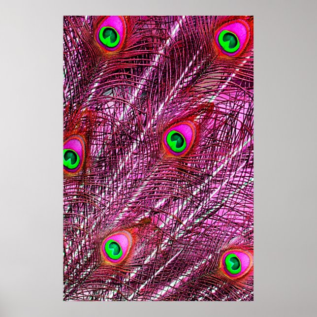 Affiche Plumes de paon rouge plumage de couleur (Devant)