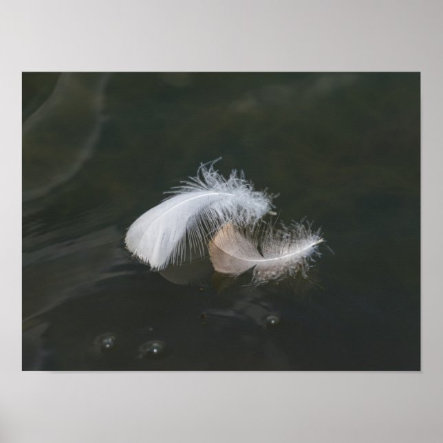 Affiche Plumes d'oie flottantes (Devant)