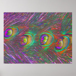 Affiche Plumes Peacock Tinsel de Noël
