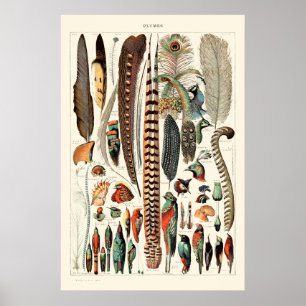 Affiche Plumes vintages par Adolphe Millot