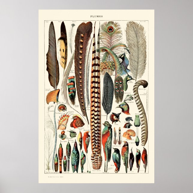 Affiche Plumes vintages par Adolphe Millot (Devant)
