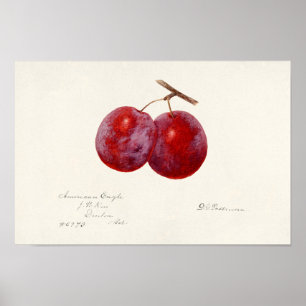 Affiche Plums (Prunus Domestica) Peinture à l'aquarelle au