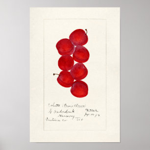 Affiche Plums (Prunus Domestica) Peinture à l'aquarelle au