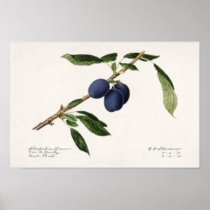 Affiche Plums (Prunus Domestica) Peinture à l'aquarelle au