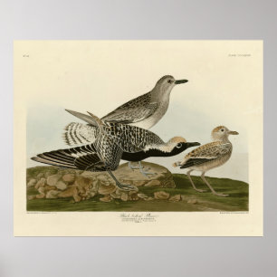 Affiche Pluvier à ventre noir - Audubon's Birds of America