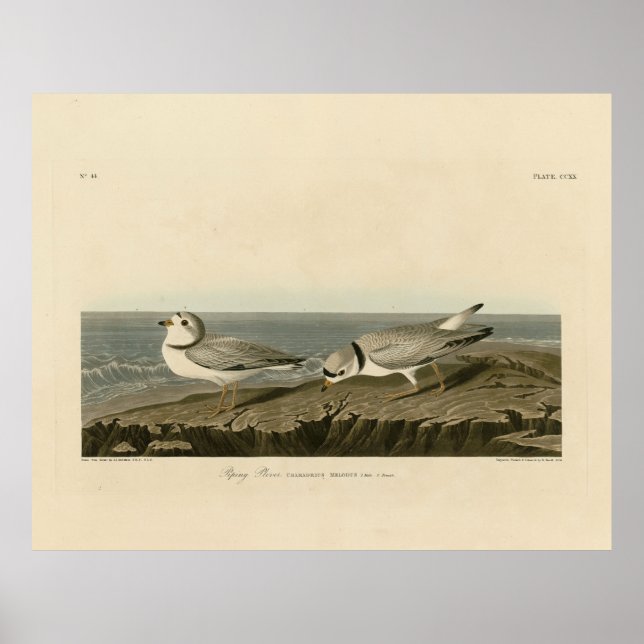 Affiche Pluvier siffleur des oiseaux d'Amérique d'Audubon (Devant)