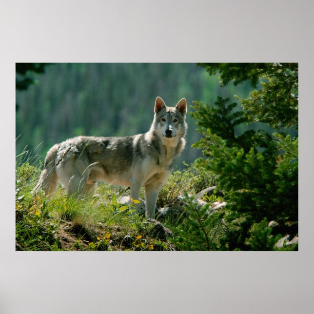 Affiche Poaster (Devant)