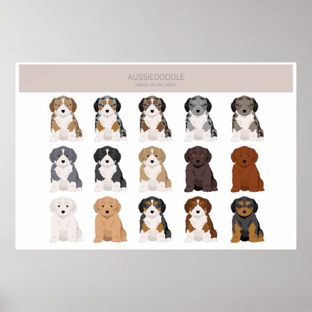 Affiche Pochette de couleurs de chiot d'Aussiedoodle (Devant)