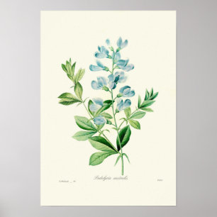 Affiche Podalyria australis