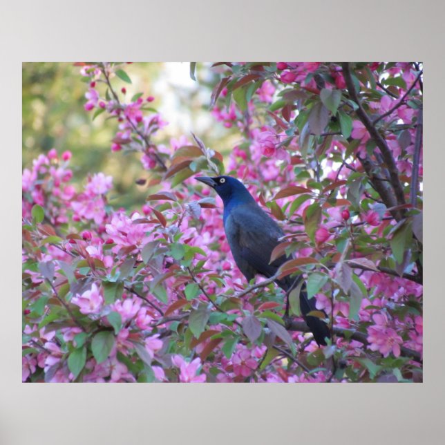 Affiche Poignée Apple Blossom (Devant)