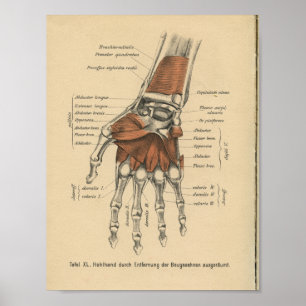 Affiche Poignet de main d'impression d'anatomie d'Allemand