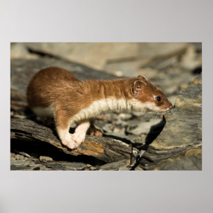 Affiche Poil de musculation