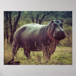 Affiche Poing hippo debout à la caméra en Afrique Foliage