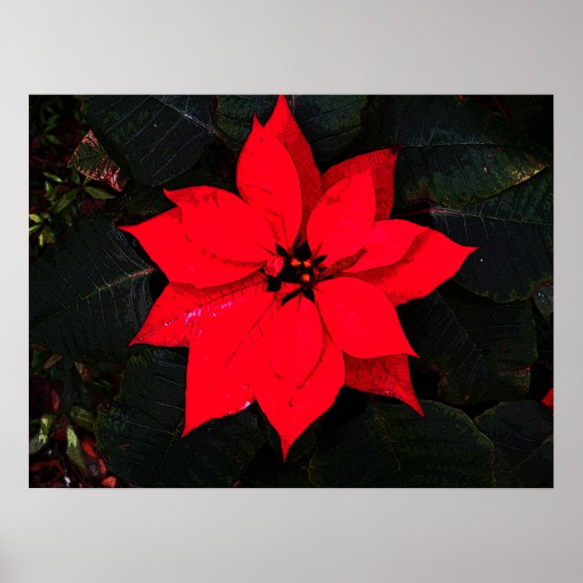 Affiche Poinsettia 6078 (Devant)