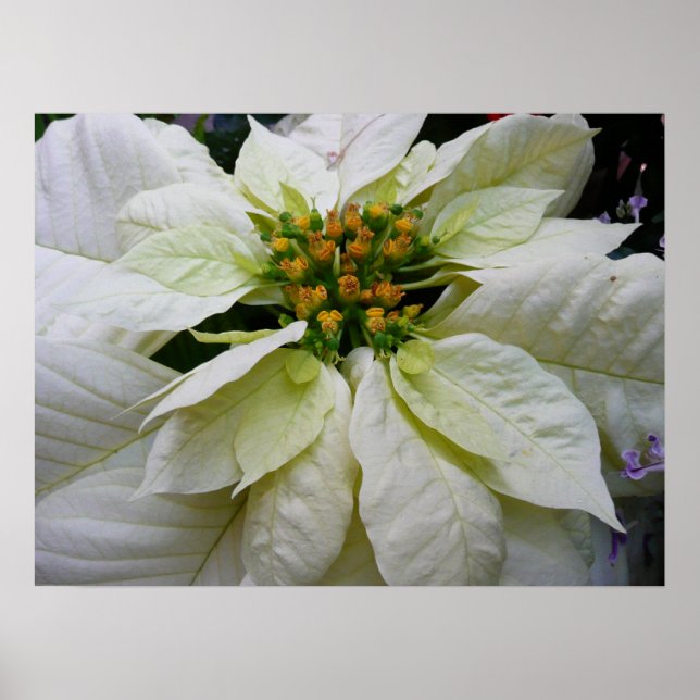 Affiche Poinsettia Elegant Christmas Holiday Floral (Devant)
