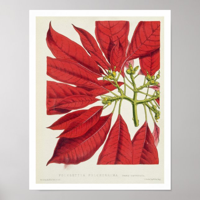 Affiche Poinsettia Pulcherrima (litho couleur) (Devant)
