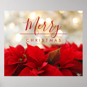 Affiche Poinsettias rouges avec Golden Bokeh Noël