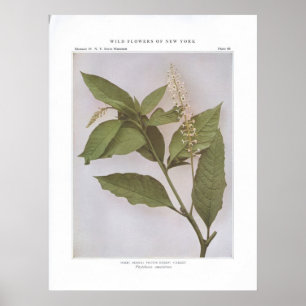 Affiche Pointe; Skoke; Berry Pigeon; Garget