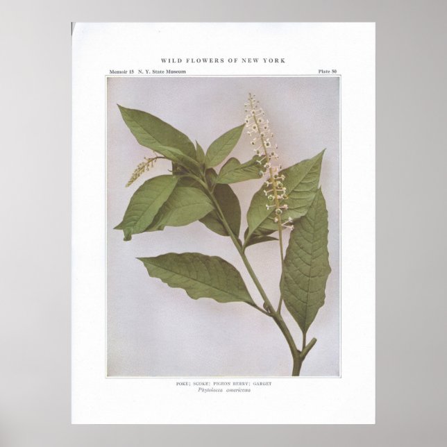 Affiche Pointe; Skoke; Berry Pigeon; Garget (Devant)