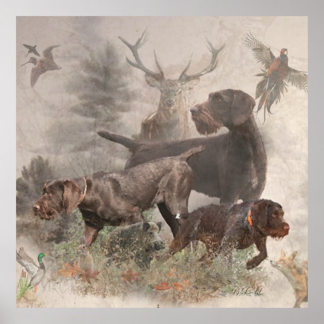 Affiche Pointeur À poils durs allemand (Devant)