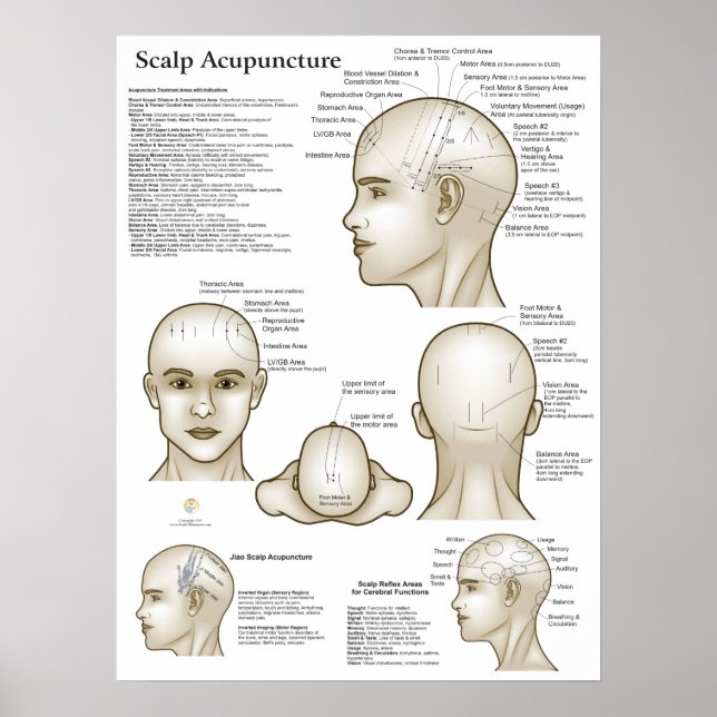 Affiche Points d'acupuncture du cuir chevelu (Devant)