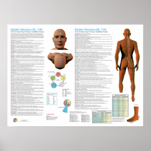 Affiche Points d'acupuncture du méridien de la vessie