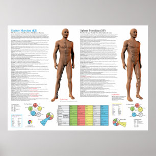 Affiche Points d'acupuncture du méridien du rein