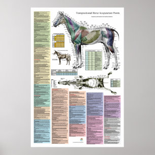 Affiche Points d'acupuncture équine du cheval Vétérinaire