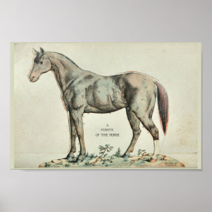 Affiche Points de l'anatomie Vintage du cheval Imprimer