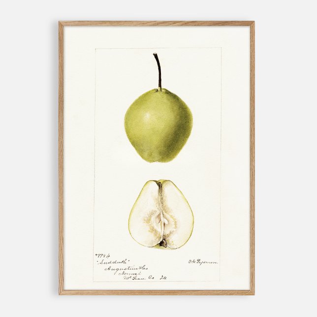 Affiche Poire d'aquarelle pomologique, fruit vintage (Créateur téléchargé)