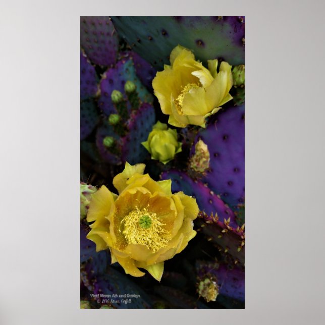 Affiche Poire pourpre opuntie cactus fleurs jaunes (Devant)